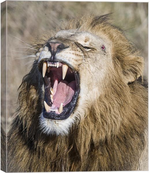 Male Lion roaring Canvas Print by Mike Asplin