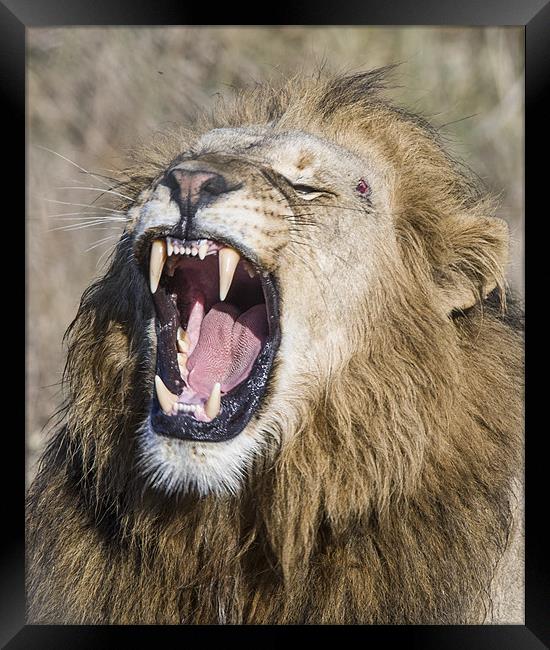 Male Lion roaring Framed Print by Mike Asplin