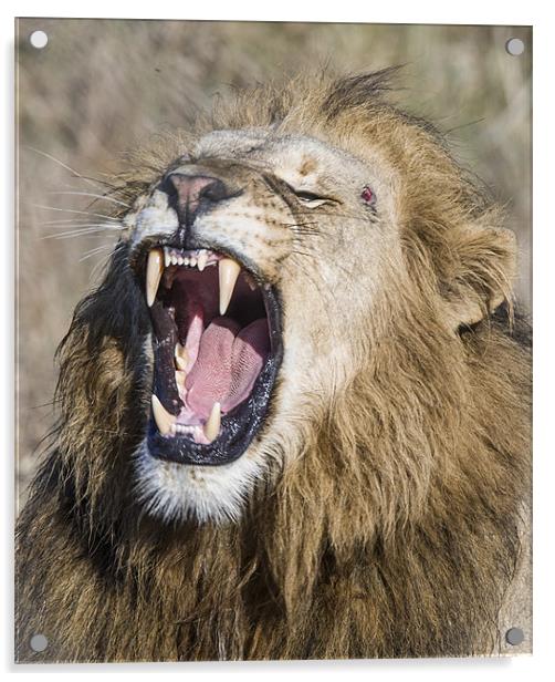Male Lion roaring Acrylic by Mike Asplin