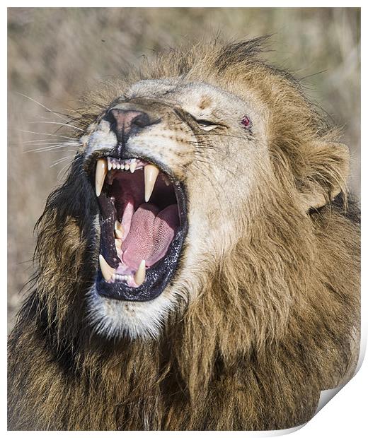 Male Lion roaring Print by Mike Asplin