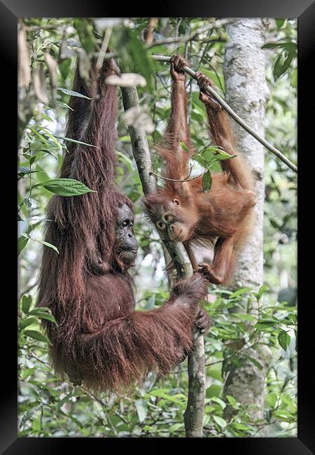 Mother Orangutan and daughter Framed Print by Mike Asplin