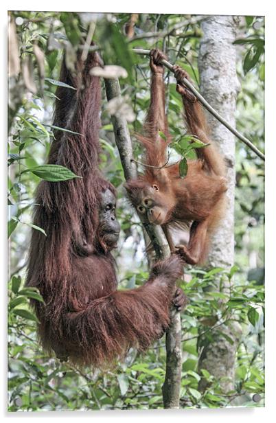 Mother Orangutan and daughter Acrylic by Mike Asplin