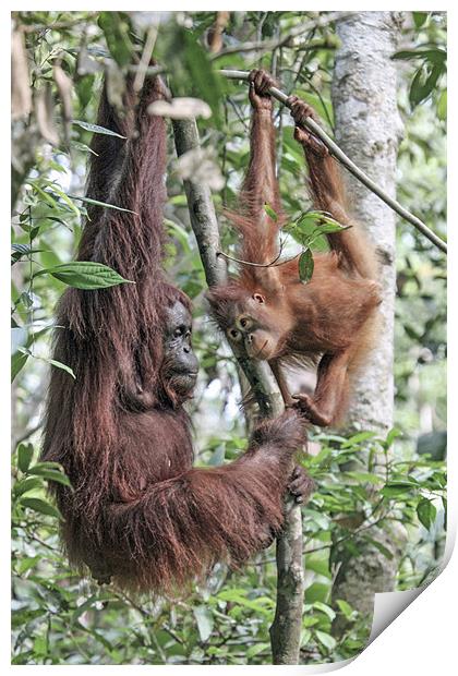 Mother Orangutan and daughter Print by Mike Asplin