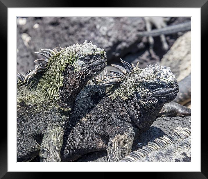 Fernandina marine iguanas sunbathing Framed Mounted Print by Mike Asplin