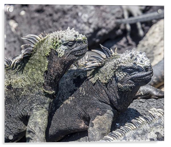 Fernandina marine iguanas sunbathing Acrylic by Mike Asplin