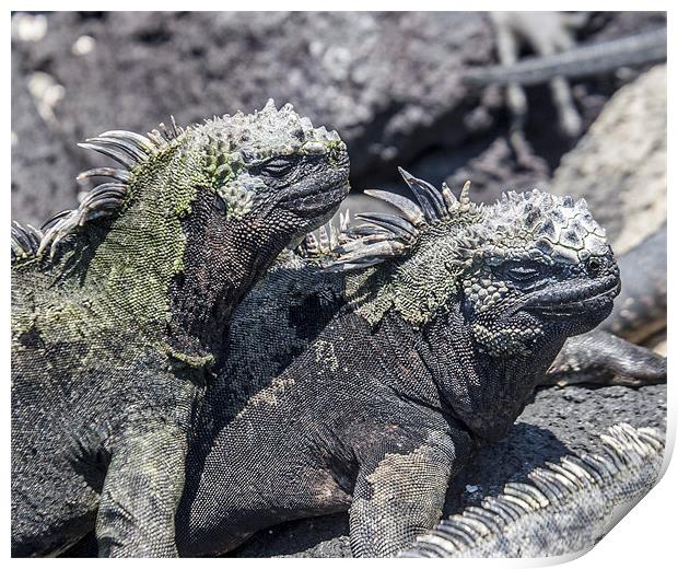 Fernandina marine iguanas sunbathing Print by Mike Asplin