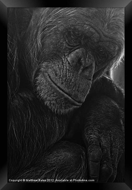 Thoughtful Ape Framed Print by Matthew Bates