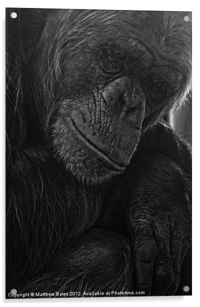 Thoughtful Ape Acrylic by Matthew Bates