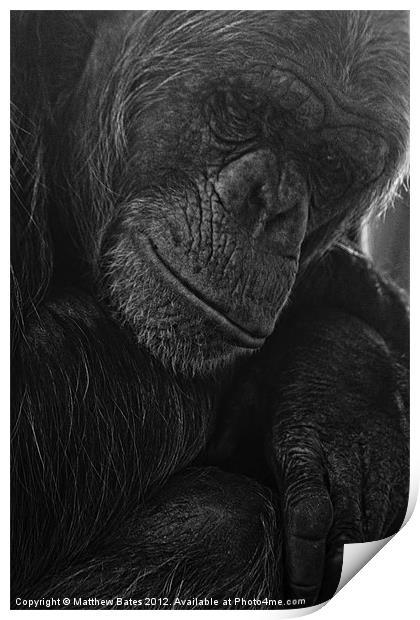 Thoughtful Ape Print by Matthew Bates