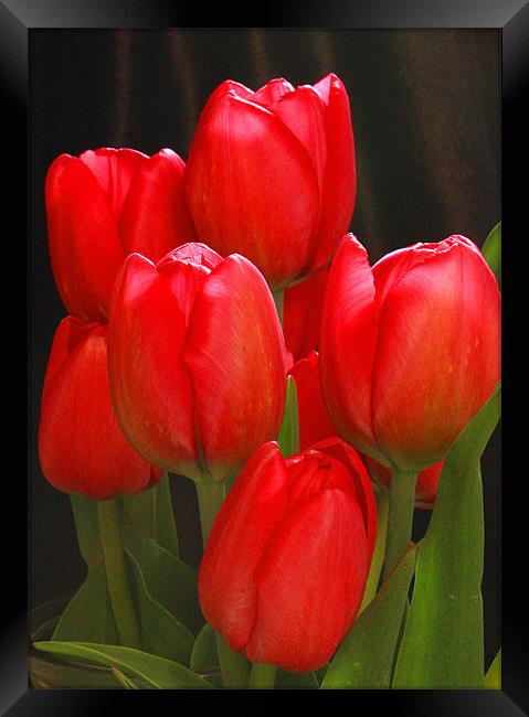 Tulip Bunch Framed Print by Tanya Beaudry