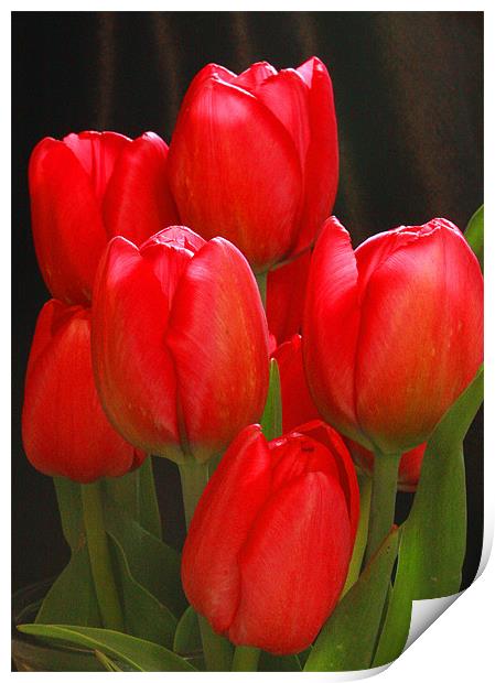 Tulip Bunch Print by Tanya Beaudry