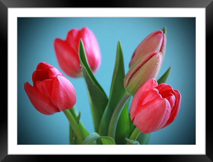 Blue Background Tulips Framed Mounted Print by Tanya Beaudry