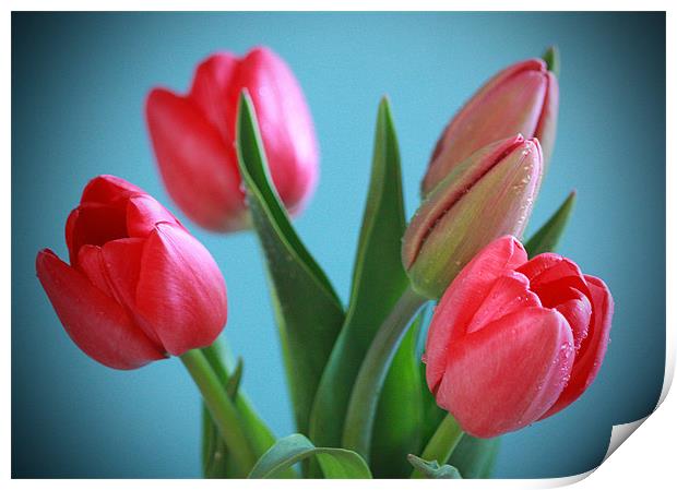 Blue Background Tulips Print by Tanya Beaudry