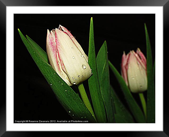 One Focus Tulip. Framed Mounted Print by Rosanna Zavanaiu