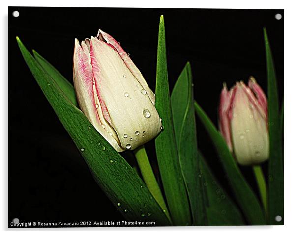 One Focus Tulip. Acrylic by Rosanna Zavanaiu