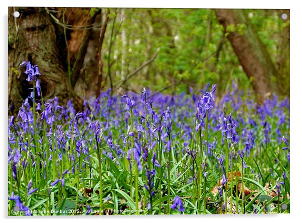Bluebells in April Acrylic by John Dunbar