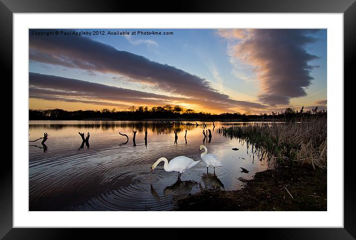 Arcot Swans Framed Mounted Print by Paul Appleby