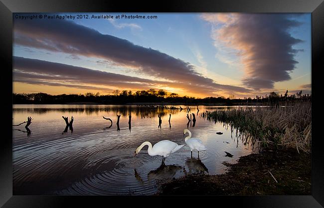 Arcot Swans Framed Print by Paul Appleby
