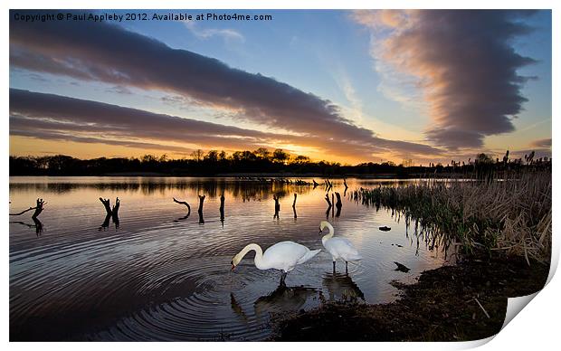 Arcot Swans Print by Paul Appleby