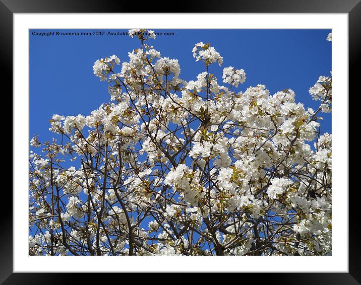 Cherry Blossom Sky Framed Mounted Print by camera man