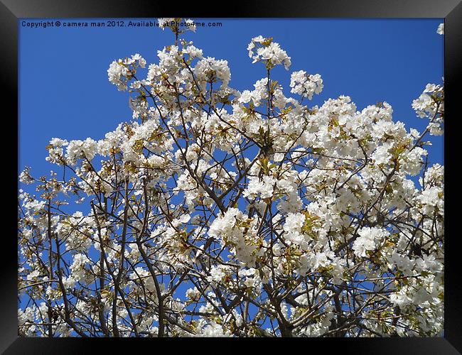 Cherry Blossom Sky Framed Print by camera man