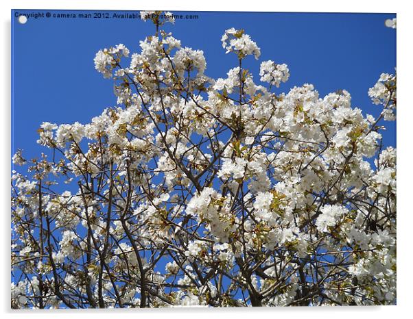 Cherry Blossom Sky Acrylic by camera man