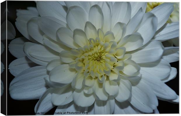 a white chrysanthemum Canvas Print by linda cook
