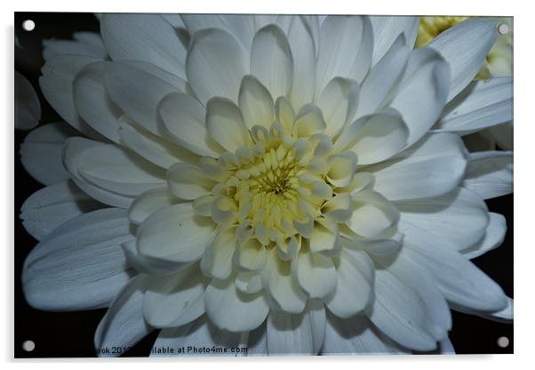 a white chrysanthemum Acrylic by linda cook