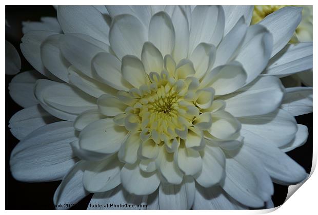 a white chrysanthemum Print by linda cook