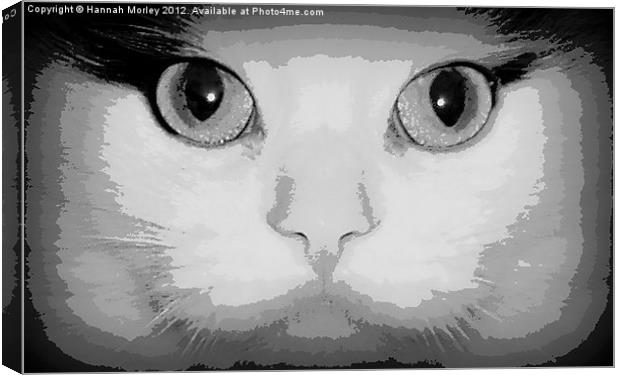 Cats Eyes Canvas Print by Hannah Morley