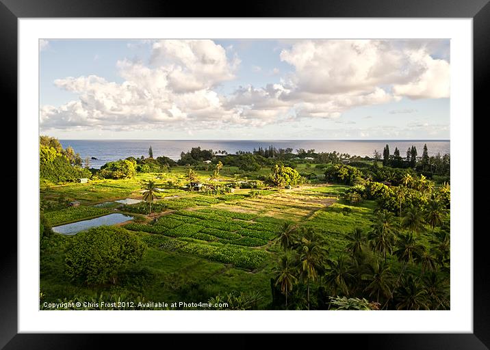 Hawaiian Taro Farm Framed Mounted Print by Chris Frost