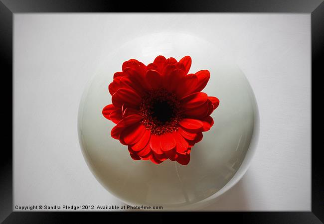Red Gerbera in White Vase Framed Print by Sandra Pledger