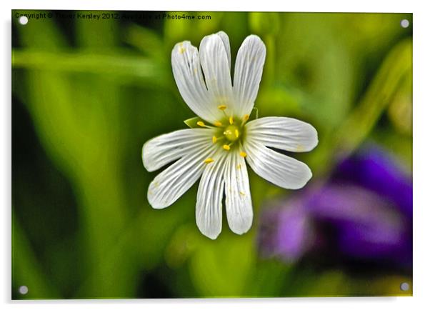 Wild Flowers - Stitchwort Acrylic by Trevor Kersley RIP