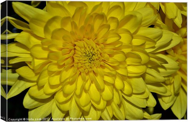 yellow chrysanthemum Canvas Print by linda cook