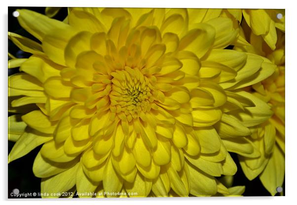 yellow chrysanthemum Acrylic by linda cook