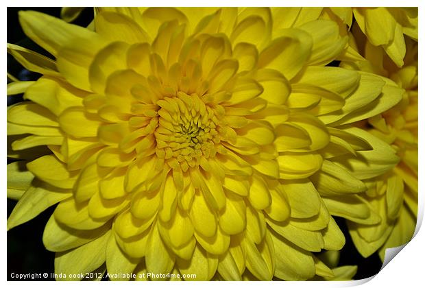 yellow chrysanthemum Print by linda cook