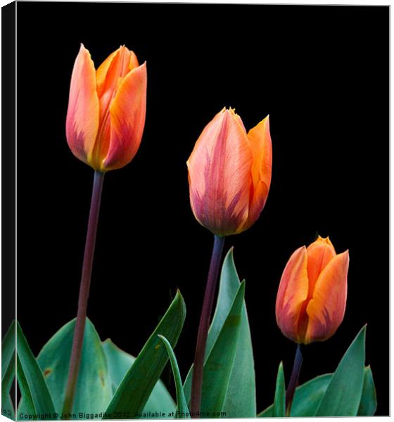 Spring Tulips Canvas Print by John Biggadike
