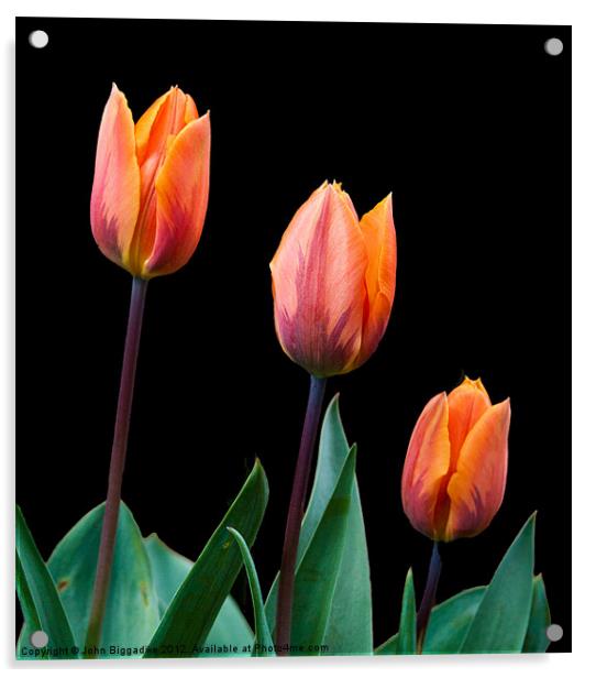 Spring Tulips Acrylic by John Biggadike