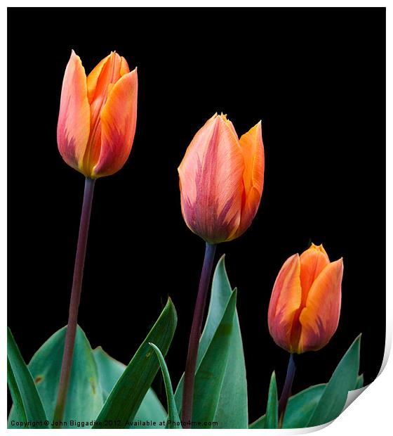 Spring Tulips Print by John Biggadike