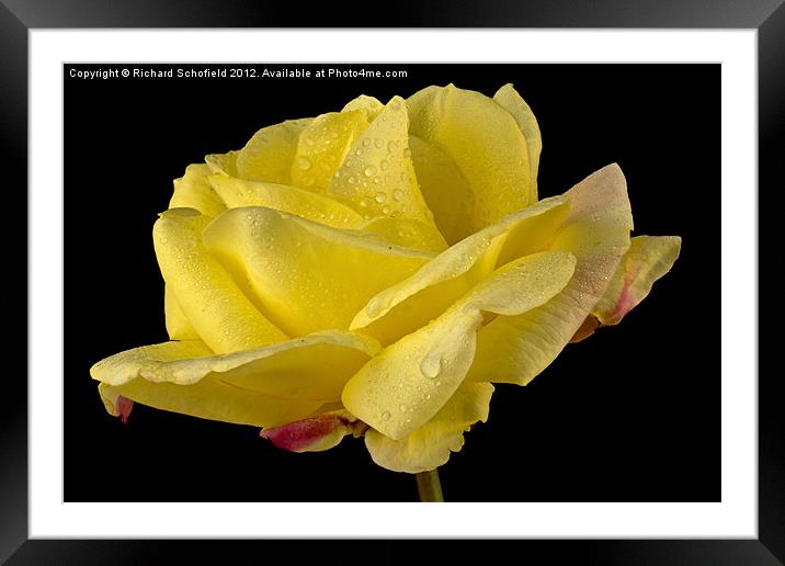 Peace Rose Framed Mounted Print by Richard Schofield