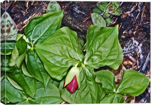 Northern New Hampshire Trillium Canvas Print by Peter Castine