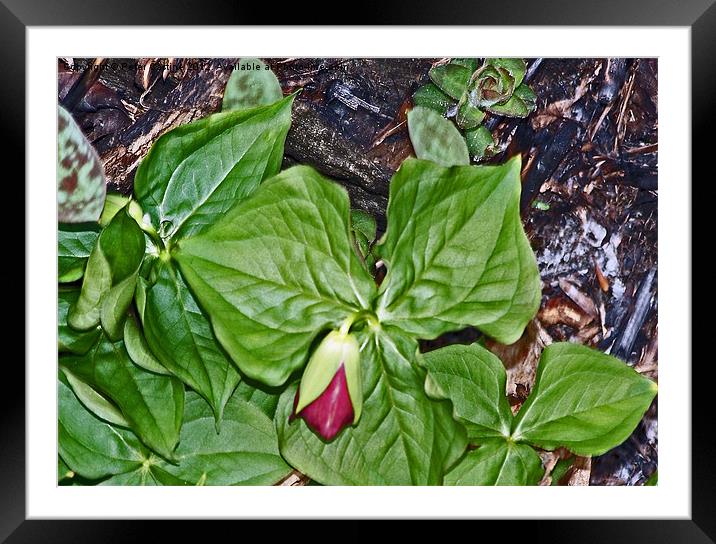 Northern New Hampshire Trillium Framed Mounted Print by Peter Castine