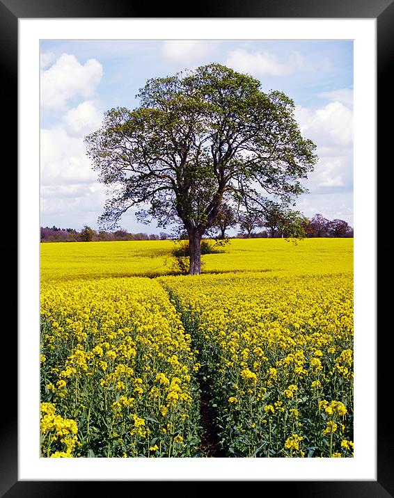 Tree in Rape Seed Field Framed Mounted Print by Richard Ashton