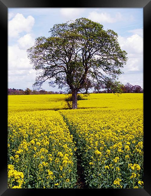 Tree in Rape Seed Field Framed Print by Richard Ashton