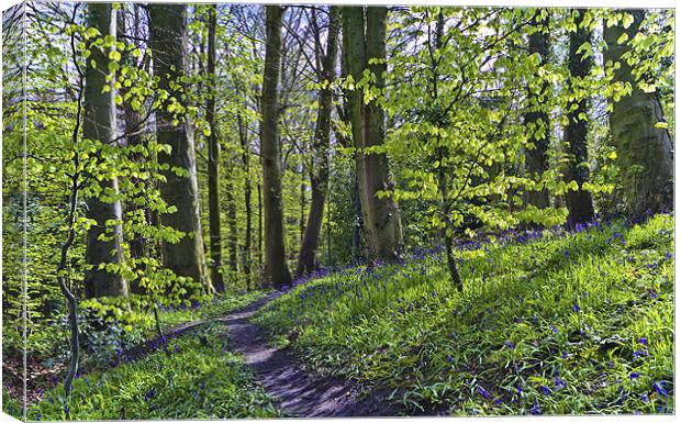 Bluebell Path Canvas Print by Kevin Tate