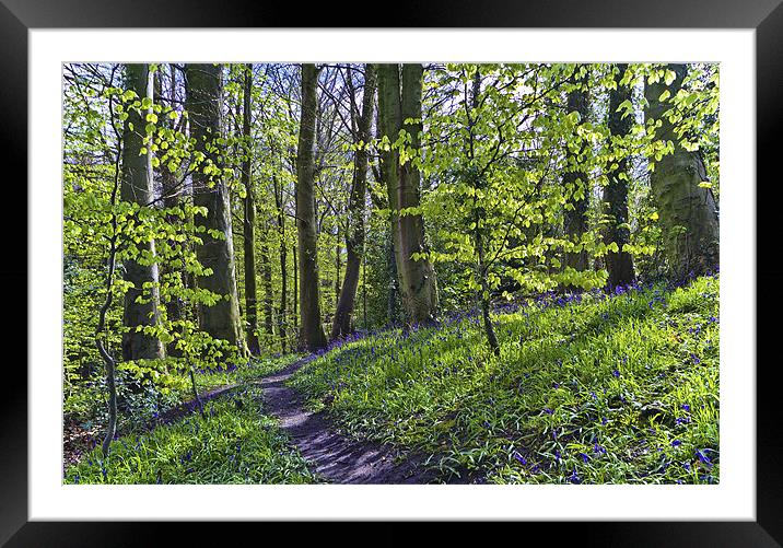 Bluebell Path Framed Mounted Print by Kevin Tate