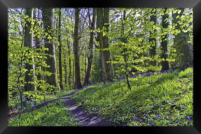 Bluebell Path Framed Print by Kevin Tate