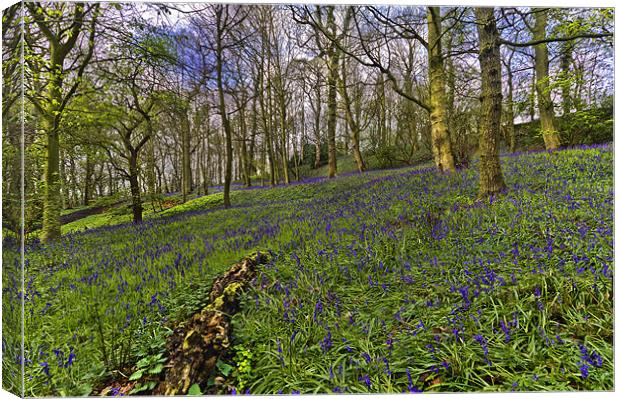 Bluebell Woods Canvas Print by Kevin Tate