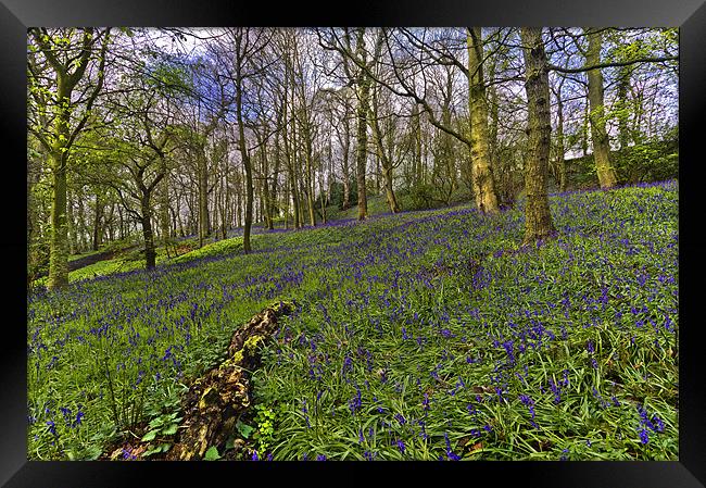 Bluebell Woods Framed Print by Kevin Tate