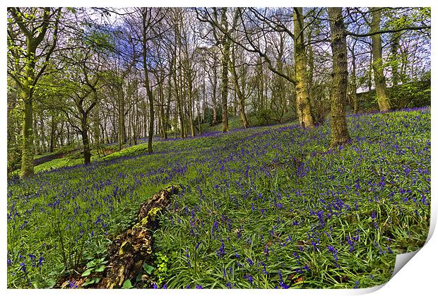Bluebell Woods Print by Kevin Tate